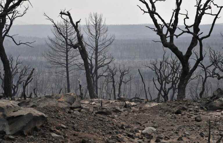 More than 10,000 hectares of a UNESCO-listed park gone up in smoke in Algeria