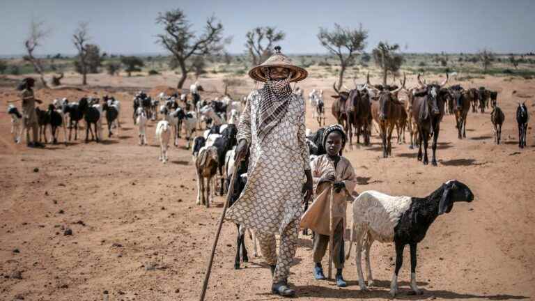 Niger provokes rain to ward off the specter of a serious food crisis