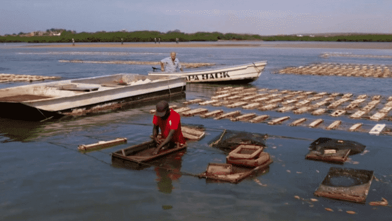 Noirmoutier oysters produced in Senegal