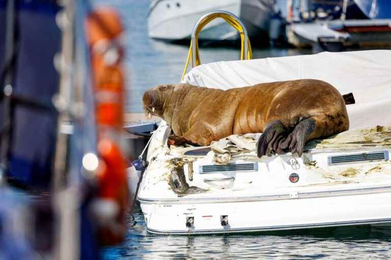 Norway plans to euthanize Freya, a walrus that draws crowds