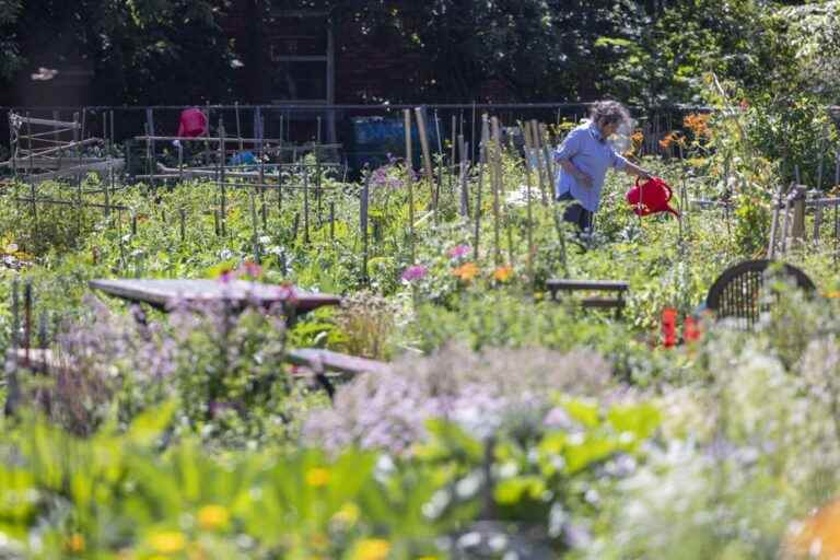 One million to revamp 25 community gardens and create one