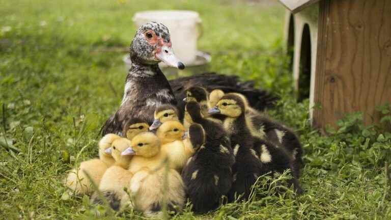 Ornamental ducks, friendly pets but not always very clean