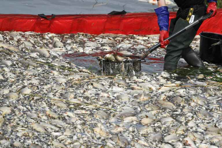 Polish-German border |  The cause of the pollution of a river remains unknown