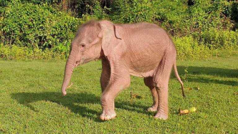 Rare birth of a white elephant in Burma