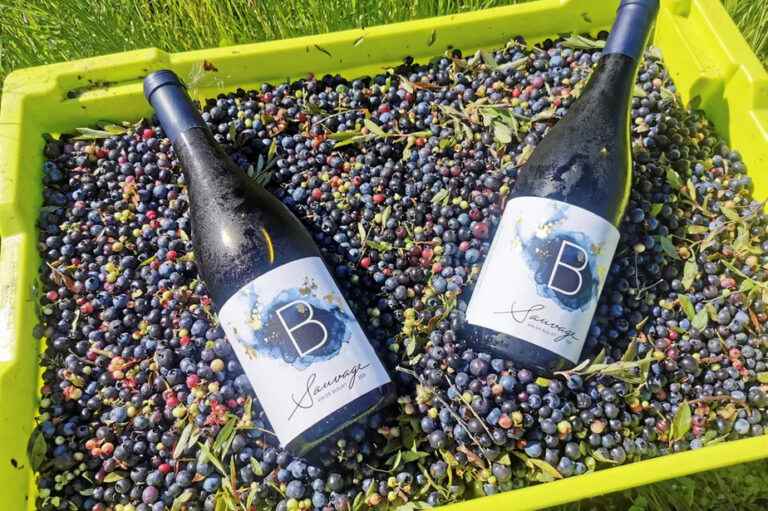 Red wine made from blueberries soon on the shelves