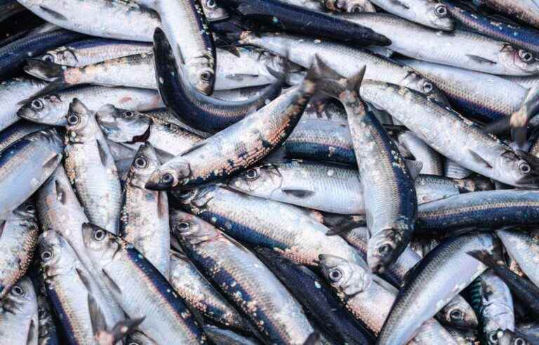 Reduction of the fall quota for herring in the Gulf of St. Lawrence