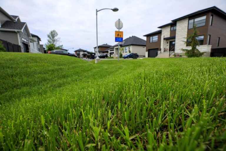 Replica |  For a less green lawn than the neighbor’s