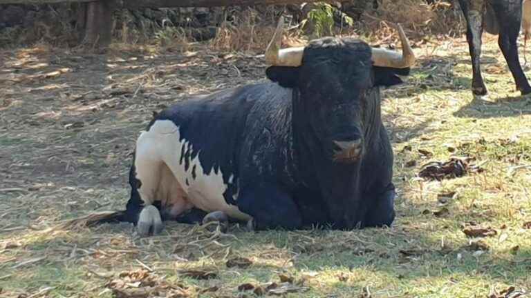 Sardinero, the pardoned bull during the Dax feria returns to Spain