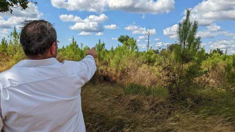 Seven years after the fires, how the forest is reborn in Saint-Jean-d’Illac