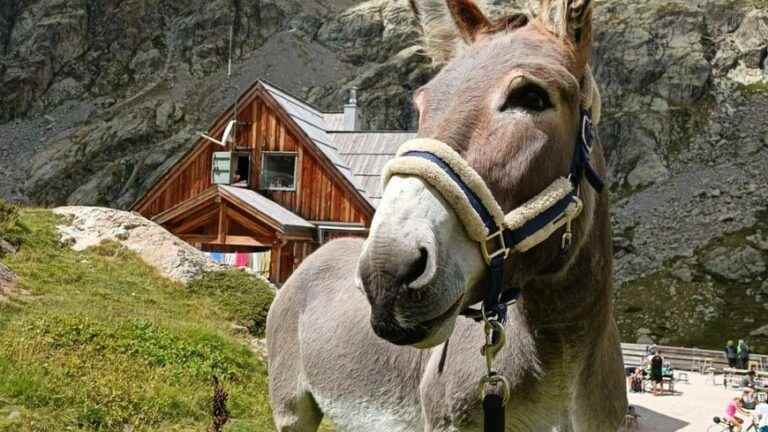 She talks to the big ears of her donkeys in Vésubie