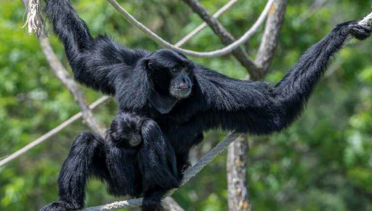 Siamang