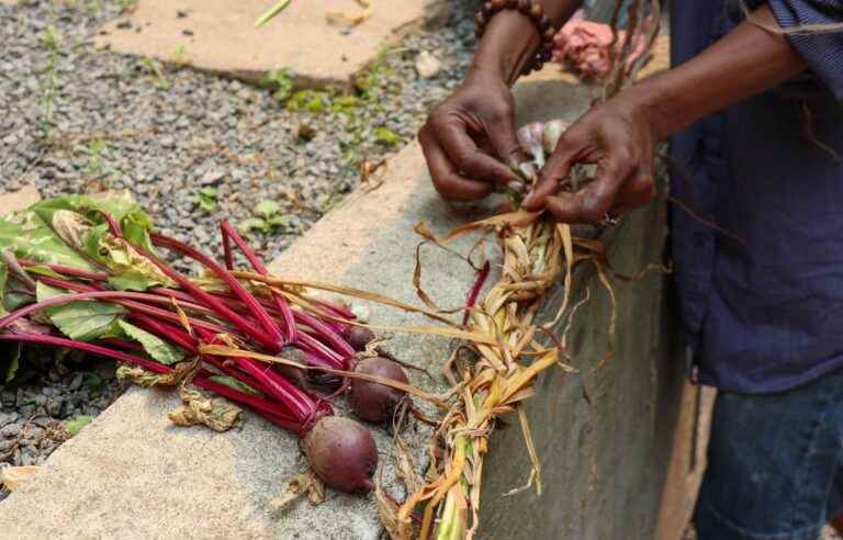 Social horticulture: benefits for the private and the collective