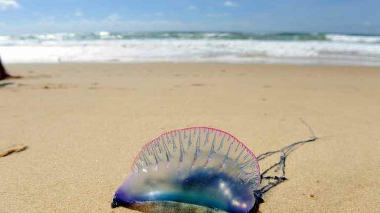 Swimming in the sea: watch out for jellyfish