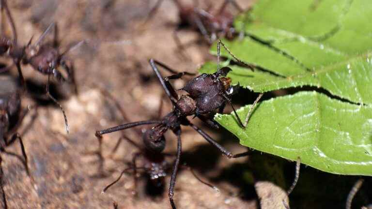 Synthetic pheromones to keep crops away from voracious insects