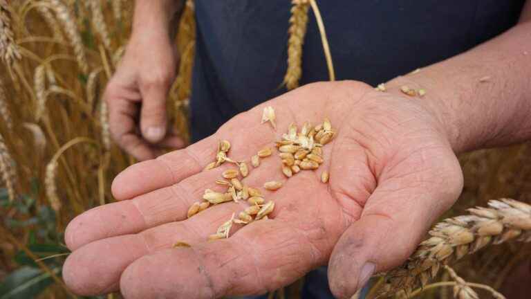 TRUE OR FAKE.  Are peasant seeds, said to be more resilient to drought, really prohibited by law?