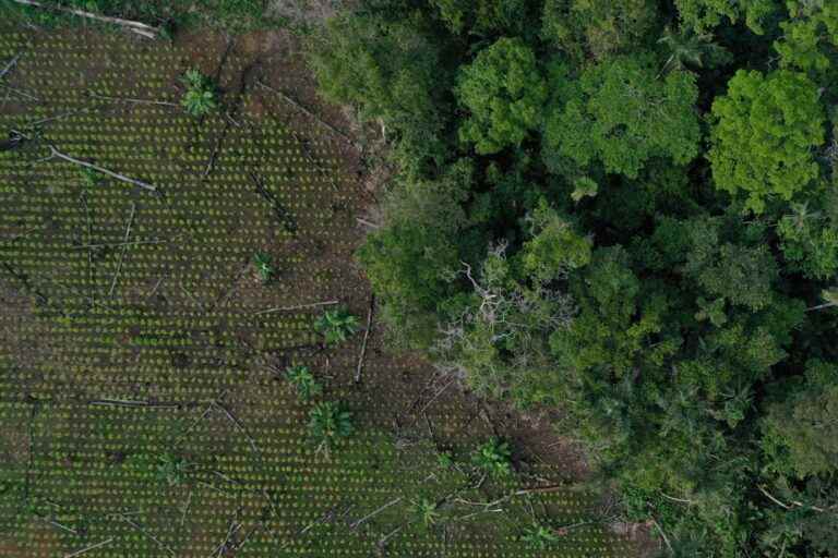 Targeted by murders and threats |  Winds of hope for Colombian environmentalists