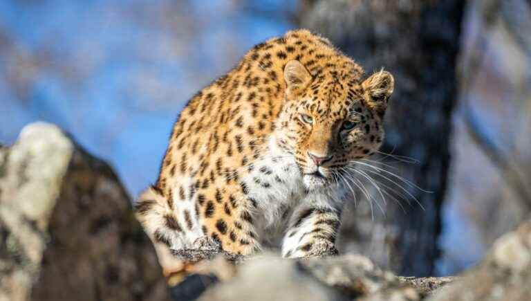 The Amur Panther