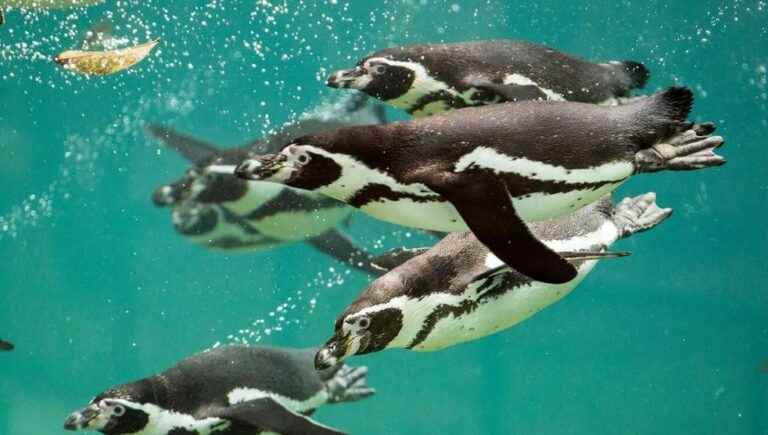 The Humboldt Penguins swimming pool is a must in Beauval!