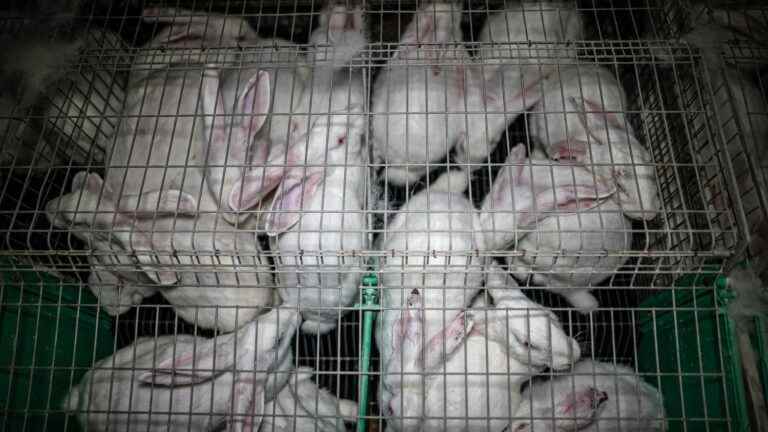 The L214 association denounces the mistreatment of rabbits and files a complaint against a giant in the sector