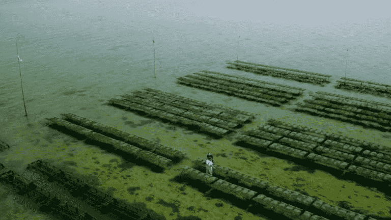 The Netherlands: tasting oysters by the Zeeland sea