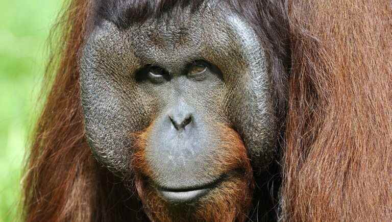 The Orangutans of Beauval have been through a lot in recent months