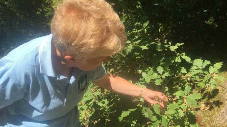 The Salbert forest fights against the high heat