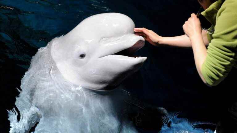 The animal observed in the Seine would be a beluga