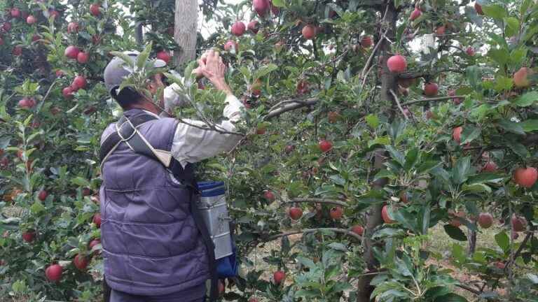 The apple harvest is already starting in Berry