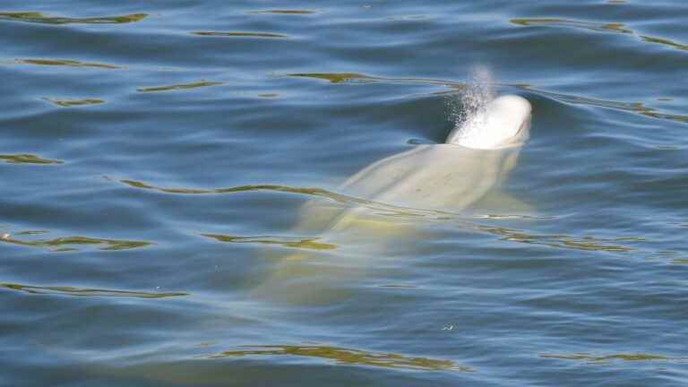 The beluga lost in the Seine is now in a lock, and refuses to feed