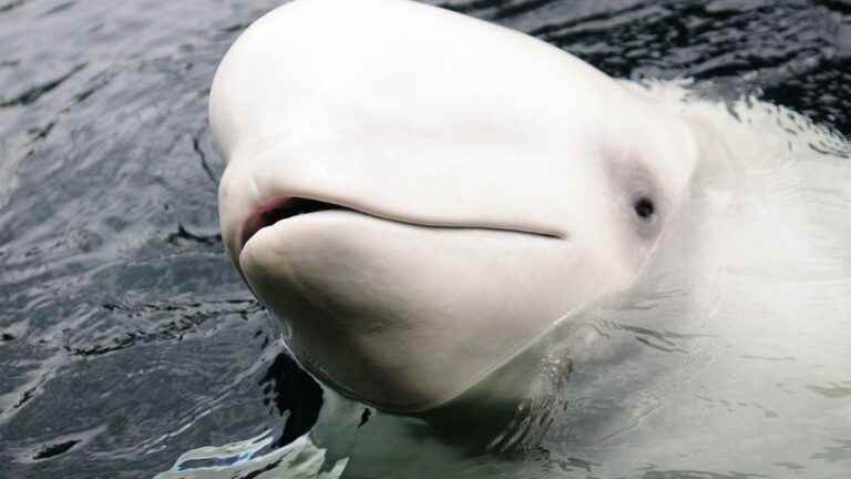 The beluga spotted in the Seine finally located near a lock northwest of Paris