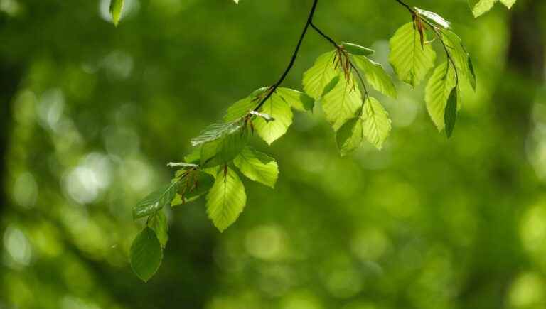 The hidden power of trees: beech