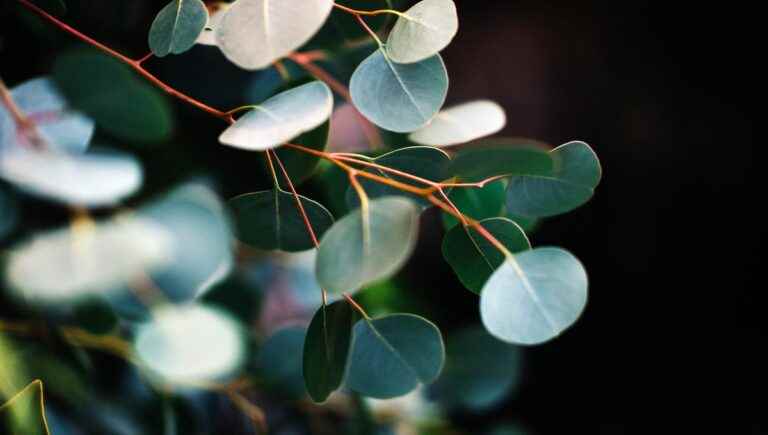 The hidden power of trees: eucalyptus