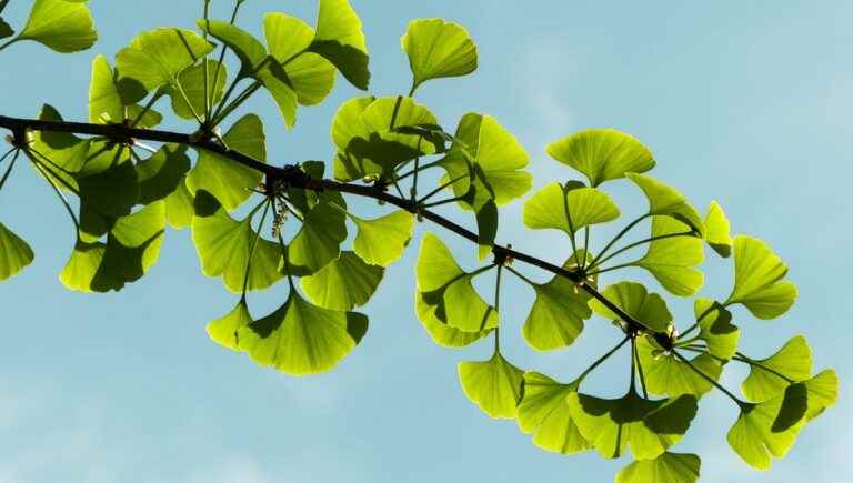 The hidden power of trees: ginkgo biloba