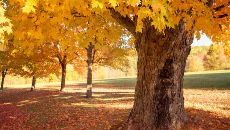 The hidden power of trees: maple