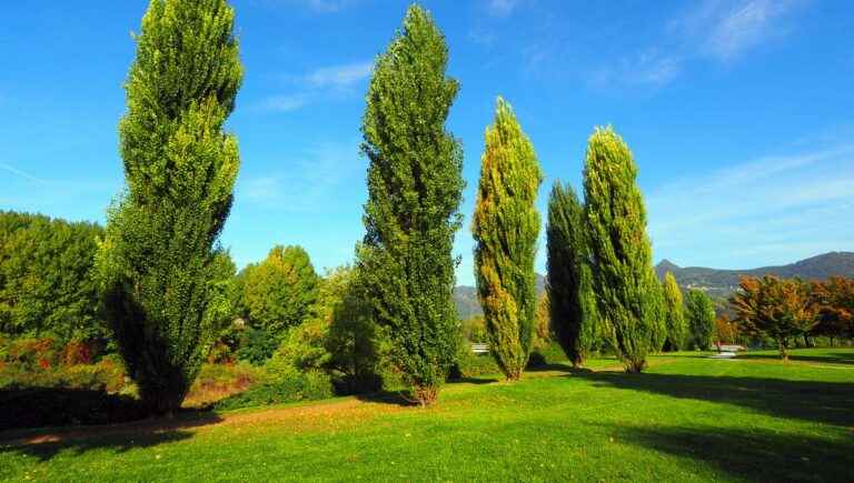 The hidden power of trees: poplar