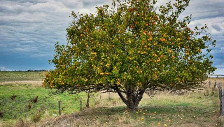 The hidden power of trees: the apple tree