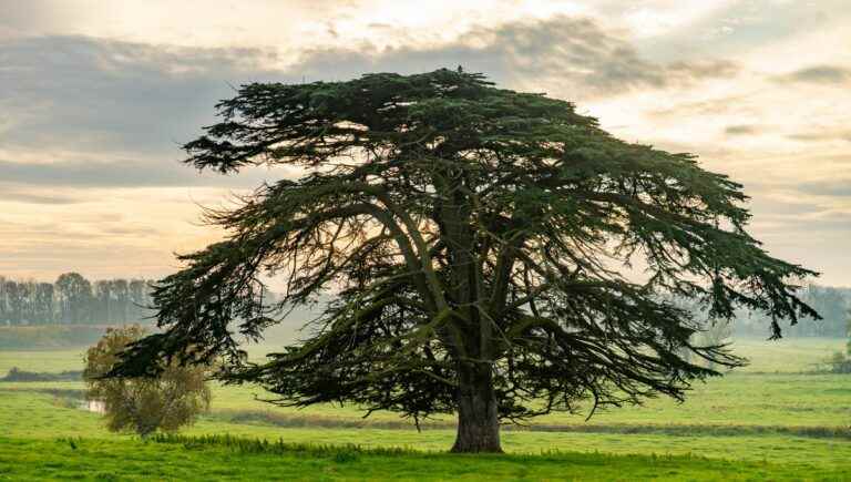 The hidden power of trees: the cedar