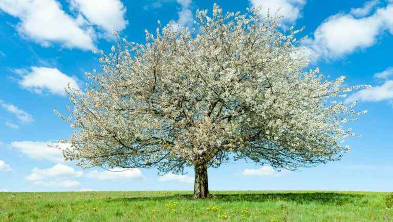 The hidden power of trees: the cherry tree