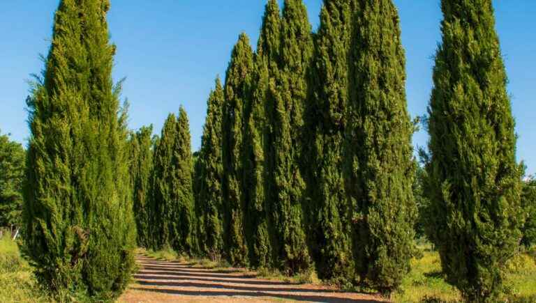 The hidden power of trees: the cypress