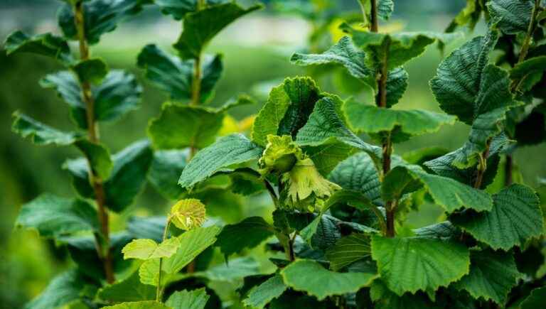 The hidden power of trees: the hazel tree