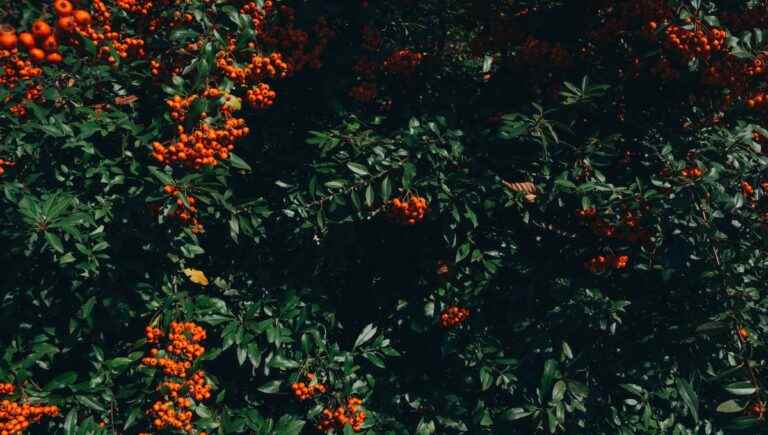 The hidden power of trees: the mountain ash