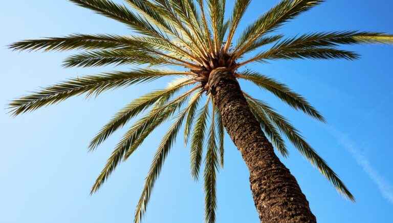 The hidden power of trees: the palm tree