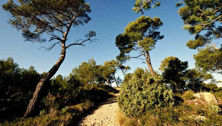 The hidden power of trees: the pine