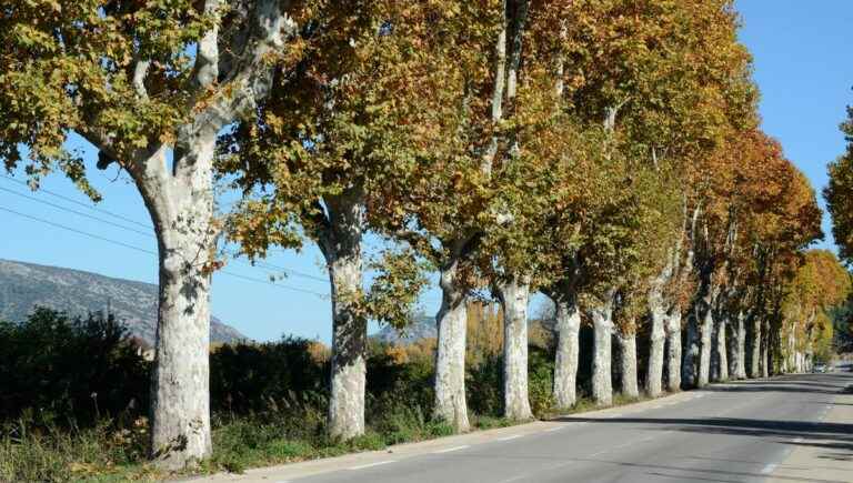 The hidden power of trees: the plane tree