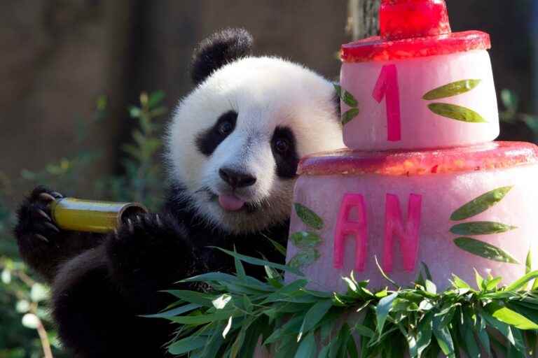 The panda twins celebrate their one year in front of their fans