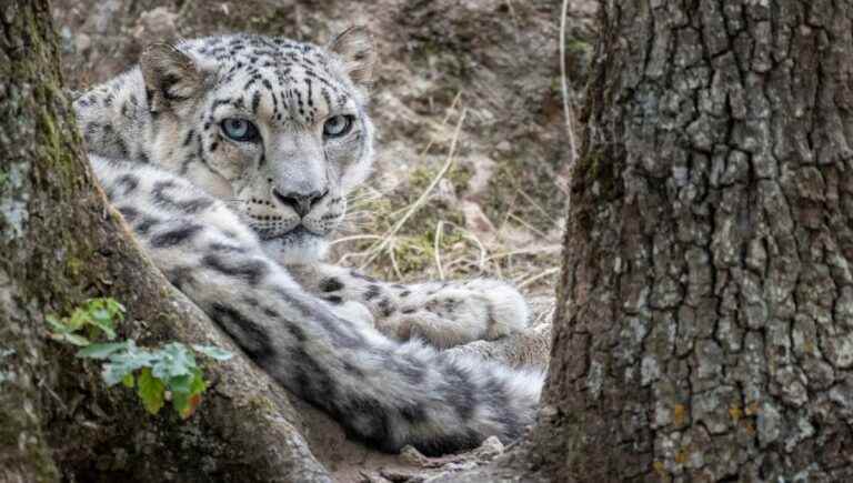 The snow panther