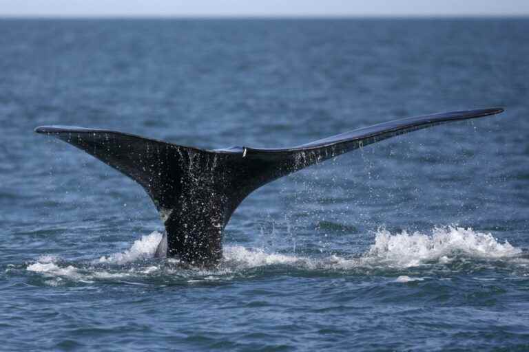 The stays of whales in the St. Lawrence River “extremely short” this year