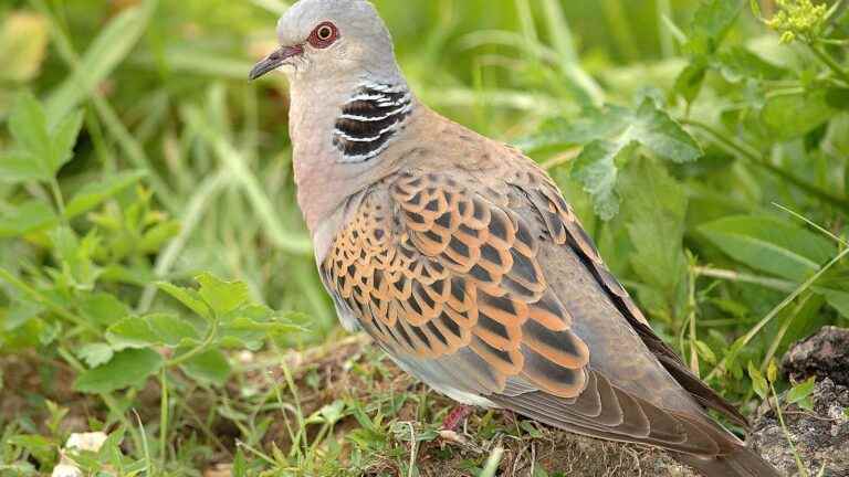 The suspension of the turtle dove hunt is extended for a year