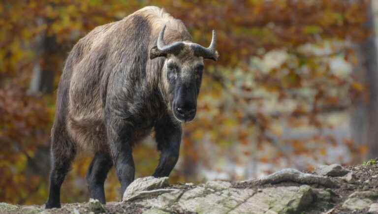 The takin