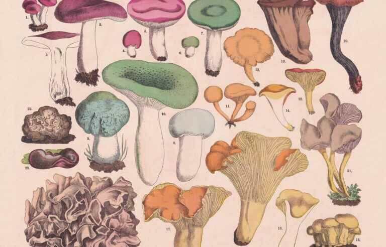 The top 5 edible mushrooms according to mycologist Véronique Cloutier